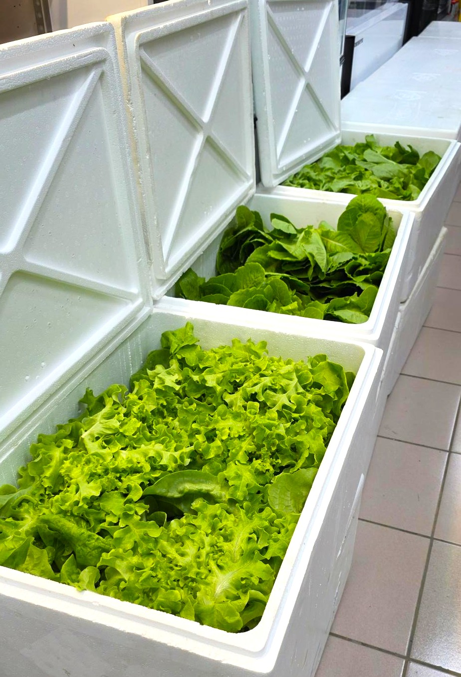 growing hydroponic herbs.jpg